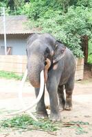 Elefant oder asiatisch Elefant, thailändisch Elefant foto