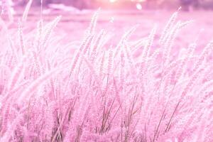 weicher Fokus, Naturunschärfe rosa Grasblumen Hintergrund. foto