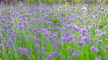 verschwommen, lila Blumenblüte auf dem Feld. Schönes Wachstum und Blumen auf der Wiese, die morgens blüht, selektiver Fokus foto