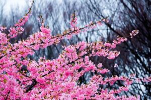 schöne rosa kirschblüten sakura-blume auf gegen blauen himmel mit erfrischung am morgen in japan foto