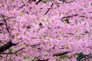schöne rosa kirschblütensakura der frühlingssaison auf naturunschärfehintergrundparks in japan foto