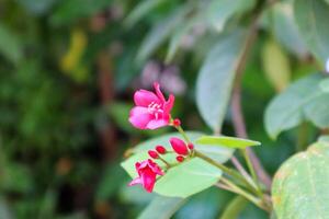schließen oben von jatropha Ganzzahl Pflanze und Blume foto