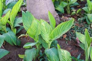 schließen oben von Canna generalis Pflanze foto