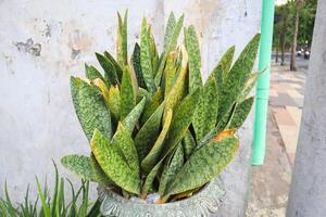 ein Sansevieria trifasciata Pflanze auf das Weiß Topf foto