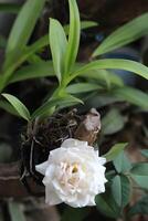 schließen oben von Weiß Rosen in der Nähe von Orchidee Pflanzen mit ein verschwommen Hintergrund foto