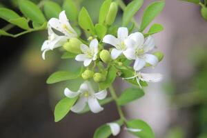 schließen oben von japanisch kemuning oder murraya paniculata Blumen im blühen mit ein verschwommen Hintergrund foto