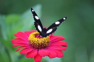 schließen oben von ein schwarz und Weiß Schmetterling saugen Honig Saft von ein Rosa Papier Blume foto