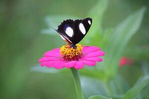 schließen oben von ein schwarz und Weiß Schmetterling saugen Honig Saft von ein Rosa Papier Blume foto