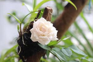 schließen oben von Weiß Rosen in der Nähe von Orchidee Pflanzen mit ein verschwommen Hintergrund foto