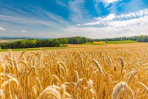 golden Weizen Feld und Sonnenuntergang Himmel, Landschaft von landwirtschaftlich Korn Pflanzen im Ernte Jahreszeit, Panorama. Landwirtschaft, Agronomie und Landwirtschaft Hintergrund. Sommer- Landschaft Landschaft mit Feld von Weizen foto