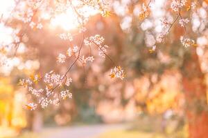 Frühling blühen Hintergrund. schön Natur Szene mit Blühen Baum und Sonne aufflackern. Frühling tolle Sonne Fackeln und verschwommen Traum Natur Nahansicht Aussicht foto