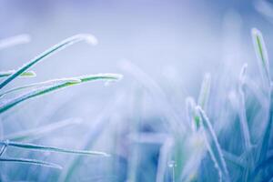 eisig Natur Hintergrund. Winter Landschaft mit gefroren Gras im Sanft Sonnenlicht Blau getönt. Nahansicht saisonal Schönheit im Natur Konzept. dramatisch friedlich natürlich Gras Makro. Wunderland verträumt Hintergrund foto