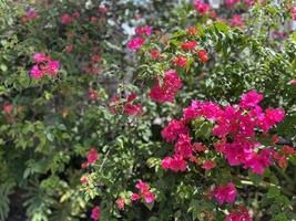 Rosa Bougainvillea Blumen im das Hof foto