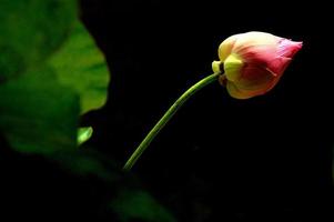 Frische rosa Farbe Lotusblume im Schatten foto