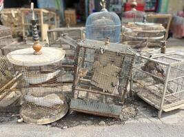 Taube Vogel Handel beim das Straßenrand Tier Markt foto