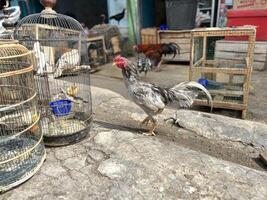 Taube Vogel Handel beim das Straßenrand Tier Markt foto