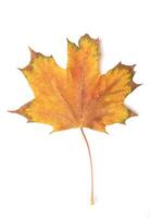 gefallen hell Gelb Orange Herbst Ahorn Blatt auf ein Weiß Hintergrund Nahansicht foto