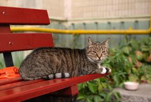ein obdachlos grau Hof Katze Lügen auf ein braun Bank auf das Straße und suchen beim Kamera foto