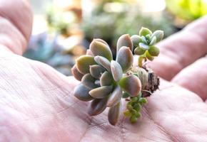 kleine Sukkulente an der Hand Pflanze zum Pflanzen vorbereiten foto