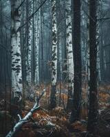 ai generiert ein entspannend Wald von Weiß Birken foto