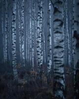 ai generiert ein entspannend Wald von Weiß Birken foto