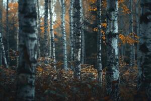 ai generiert ein entspannend Wald von Weiß Birken foto