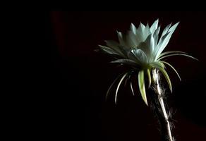 weiße Farbe mit flauschigen Haaren von Kaktusblüten auf schwarzem Hintergrund foto