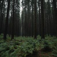 ai generiert ein Aussicht von Wald foto