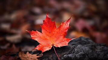 ai generiert einer lebendig Herbst bunt Ahorn Blatt im rot und Gelb Farben. Blatt Farbe trocken Park schließen Illustration Wald Herbst, natürlich Jahreszeit, draussen Garten Blatt Farbe trocken Park schließen foto