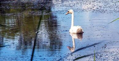 Weiß Schwan auf das Fluss. Reflexionen auf das Oberfläche von das Wasser. foto