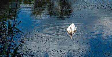Weiß Schwan auf das Fluss. Reflexionen auf das Oberfläche von das Wasser. foto