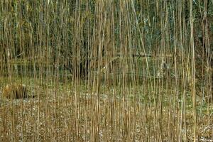 trocken Gras Hintergrund. trocken Rispen von Miscanthus sinensis schwanken im das Wind im früh Frühling foto