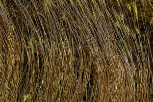 trocken Gras Hintergrund. trocken Rispen von Miscanthus sinensis schwanken im das Wind im früh Frühling foto