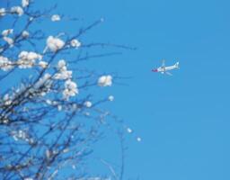 schneebedeckt Baum Geäst und ein Flugzeug gegen das Blau Himmel auf ein sonnig Tag. foto