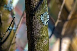 Hintergrund und Textur von Exochorda Baum bellen. foto