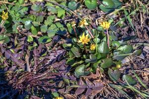hell Gelb Blumen von Fikaria verna gegen ein Hintergrund von Grün Blätter im früh Frühling. foto