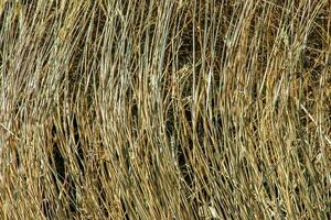 trocken Gras Hintergrund. trocken Rispen von Miscanthus sinensis schwanken im das Wind im früh Frühling foto