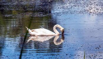 Weiß Schwan auf das Fluss. Reflexionen auf das Oberfläche von das Wasser. foto