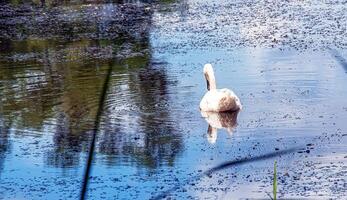 Weiß Schwan auf das Fluss. Reflexionen auf das Oberfläche von das Wasser. foto