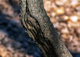 Hintergrund und Textur von das Rinde von das Pistazie vera Baum. foto