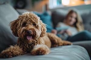 ai generiert ein braun Hund entspannt sich auf oben von ein Couch Nächster zu ein Frau, Teilen ein Moment von Komfort und Gesellschaft. foto