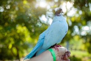ein farbig Taube von Blau sitzt auf ein des Mannes Hand gegen das Hintergrund von hell Grün Laub. Sommer- Zeit foto