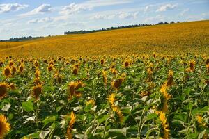 Sonnenblume landwirtschaftlich Feld wolkig Himmel Hintergrund foto