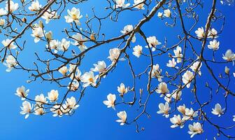 ai generiert Weiß Magnolie Baum Geäst beladen mit Blüten gegen ein hell Blau Himmel foto