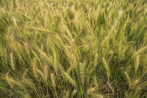 Weizen Korn Spitze Nahansicht Bild Landwirtschaft Konzepte foto