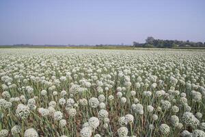 Zwiebel Blumen Plantage im das Feld natürlich Landschaft Aussicht unter das Blau Himmel foto