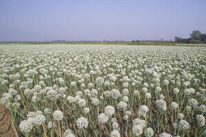 Zwiebel Blumen Plantage im das Feld natürlich Landschaft Aussicht unter das Blau Himmel foto