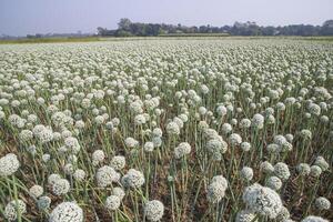 Zwiebel Blumen Plantage im das Feld natürlich Landschaft Aussicht unter das Blau Himmel foto