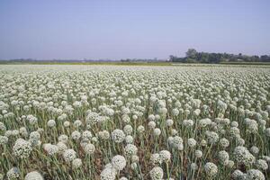 Zwiebel Blumen Plantage im das Feld natürlich Landschaft Aussicht unter das Blau Himmel foto