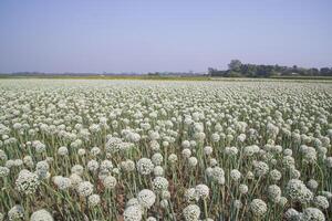 Zwiebel Blumen Plantage im das Feld natürlich Landschaft Aussicht unter das Blau Himmel foto